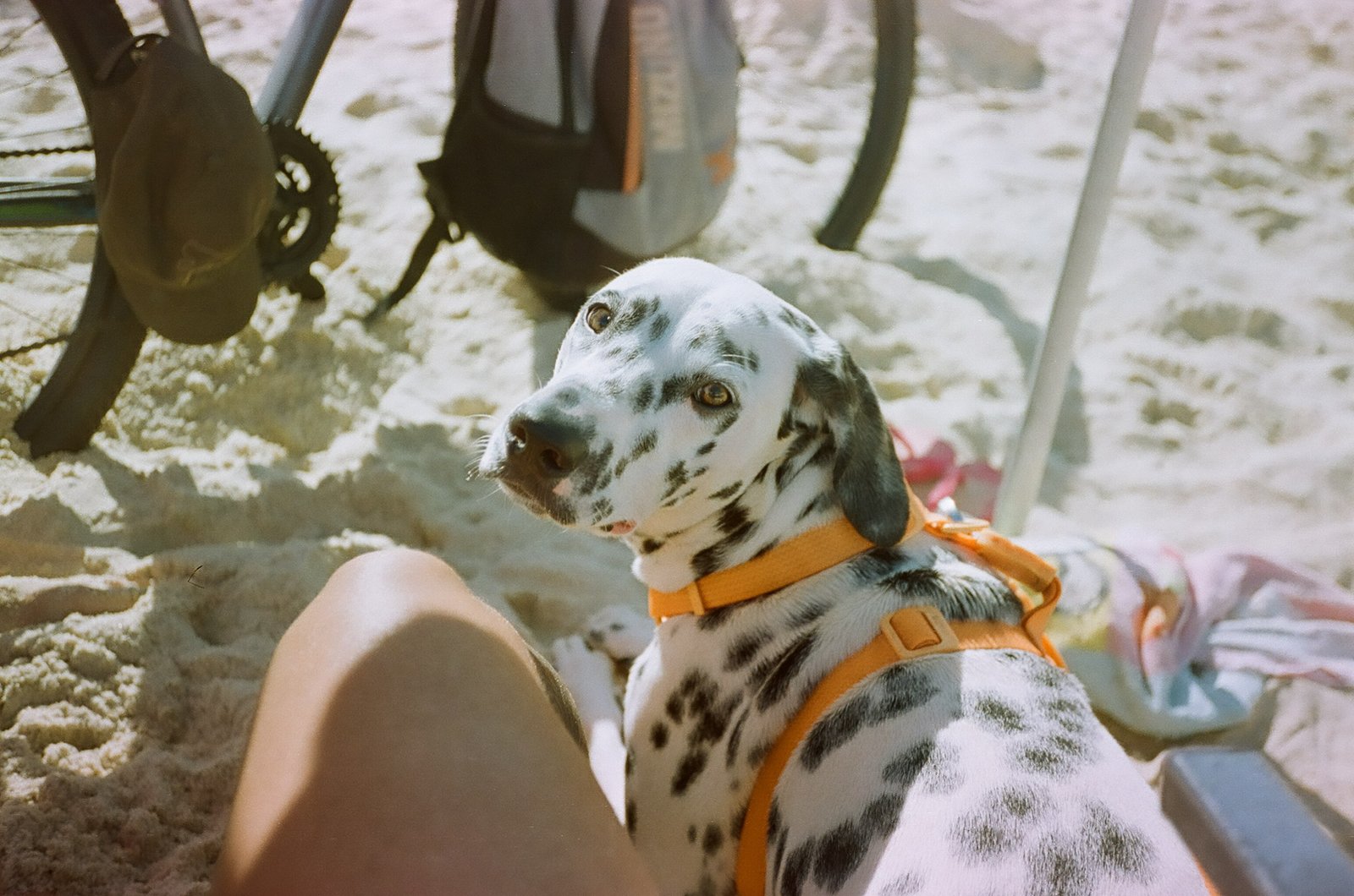 Ambiance Woofcamp