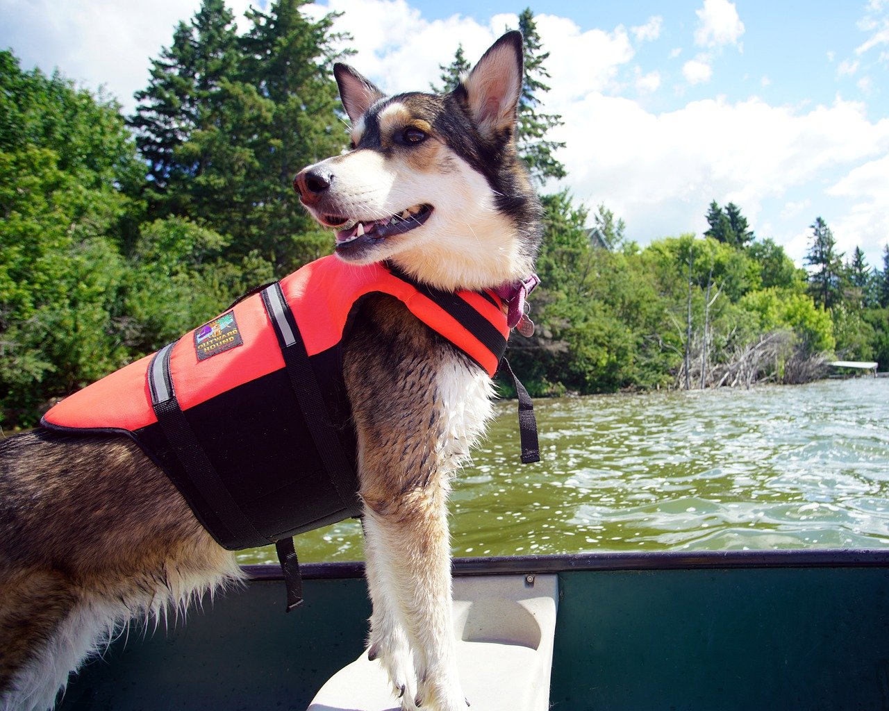 Chien en nature