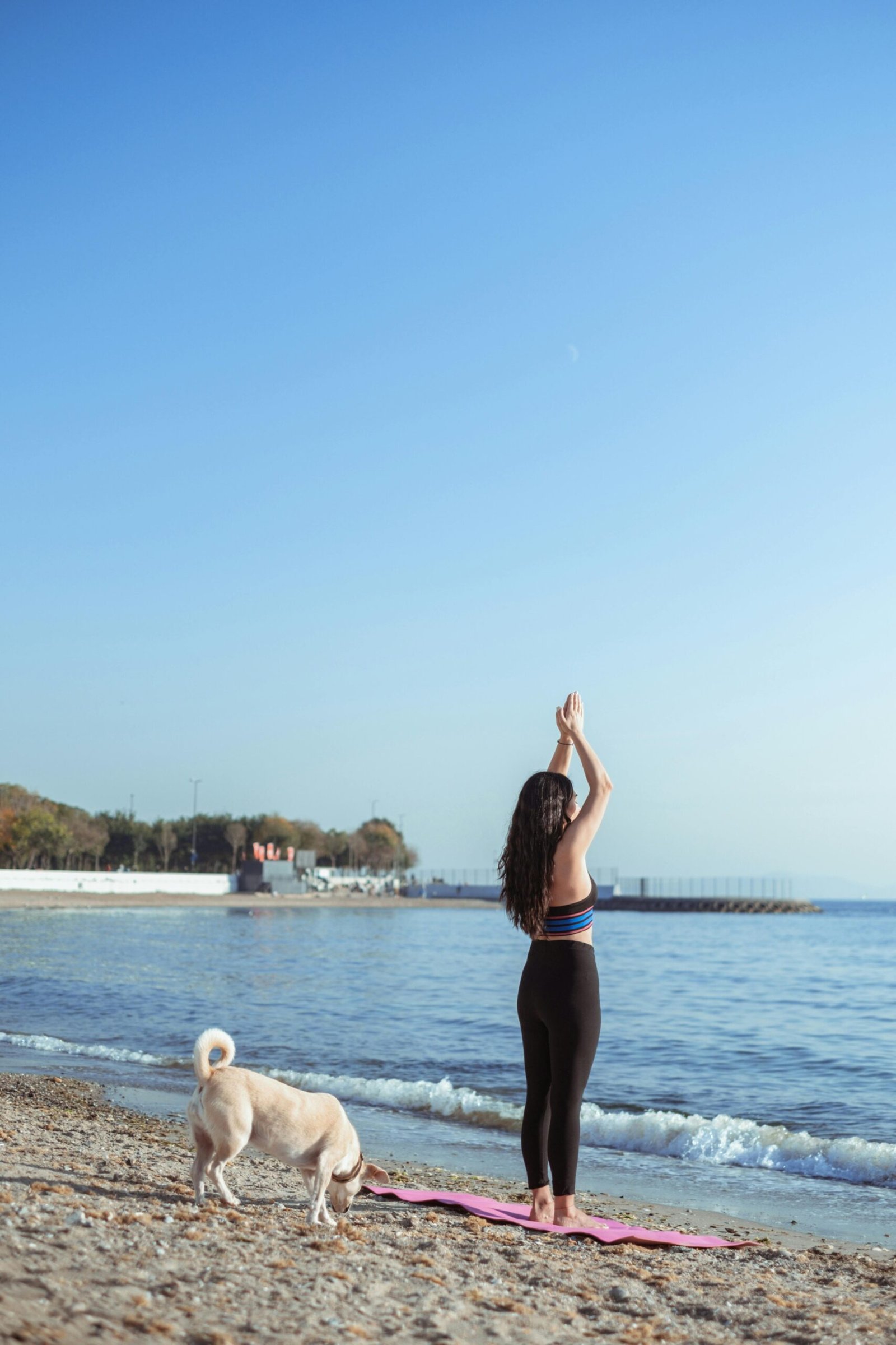 Activité avec son chien