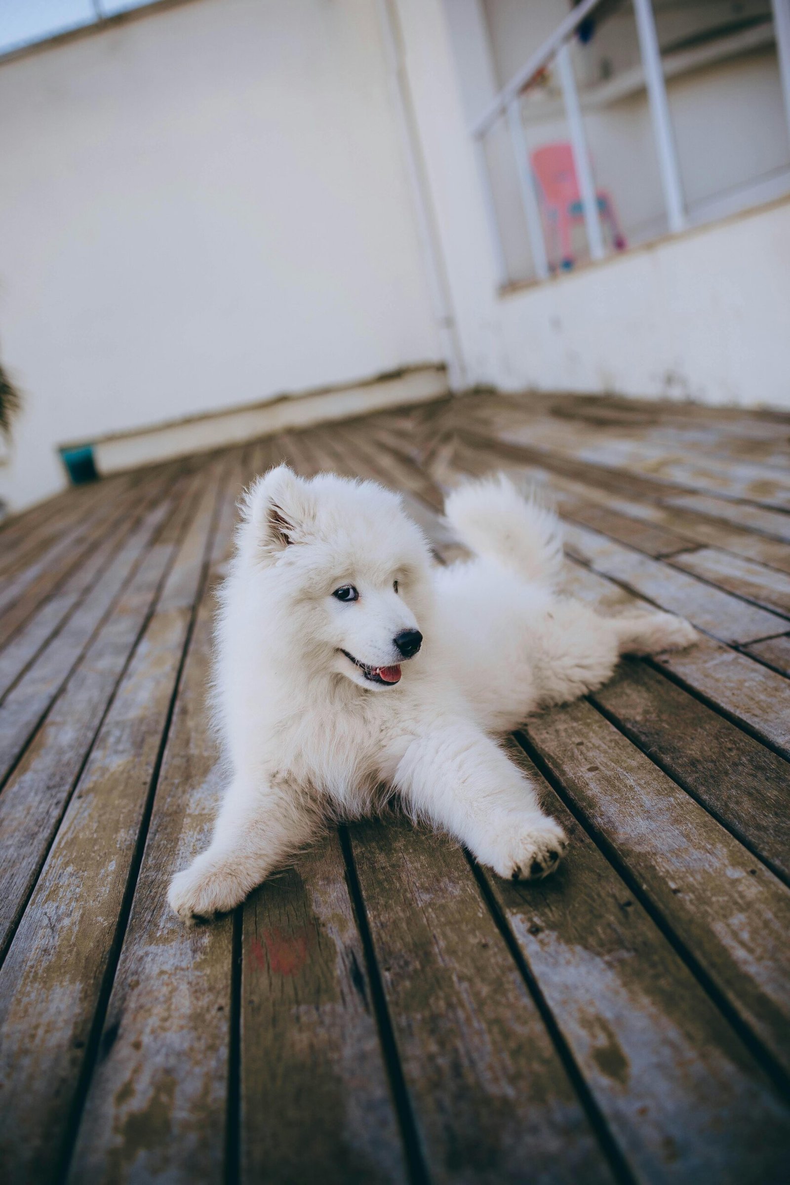 Sylvia avec son chien