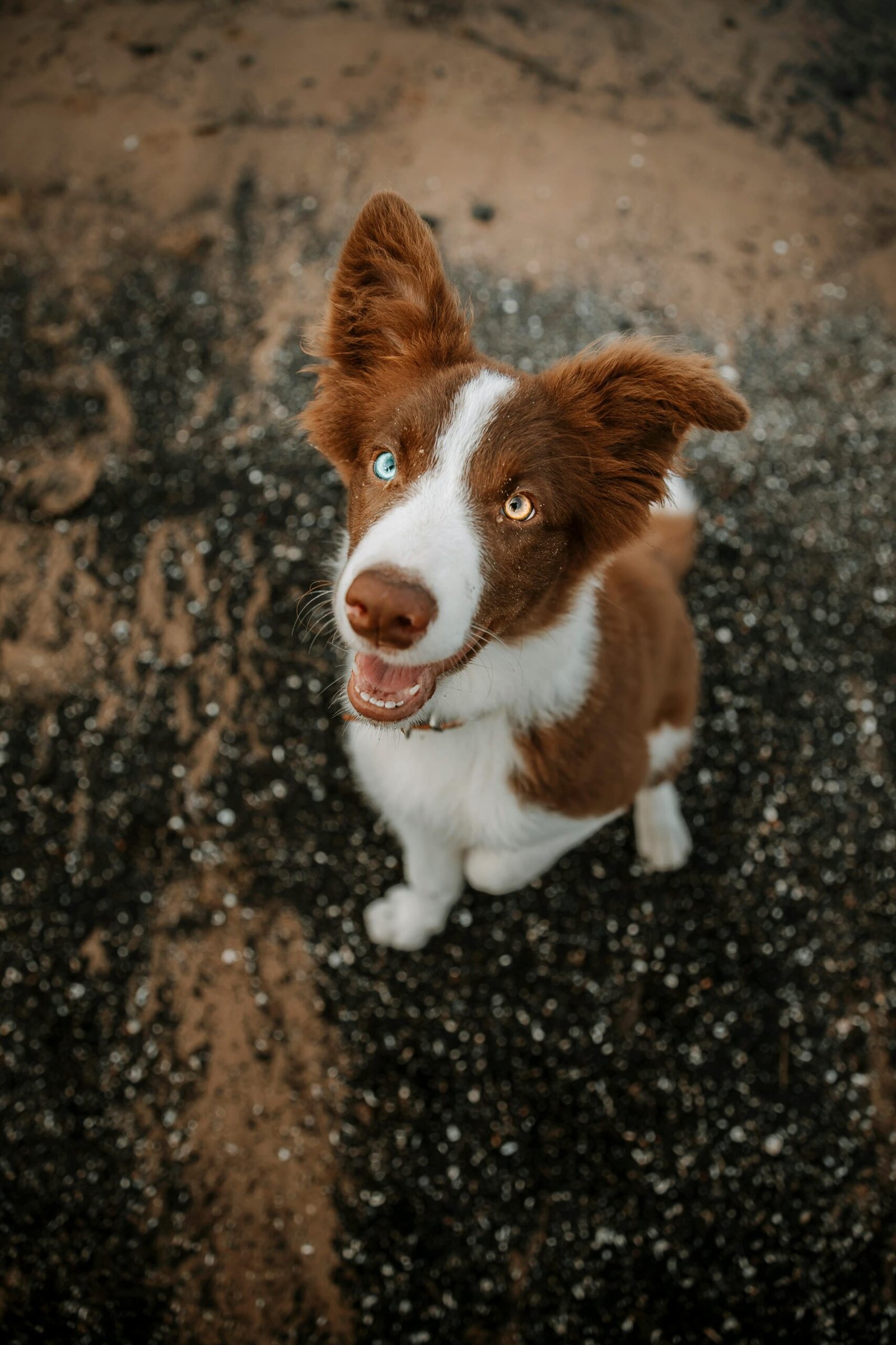 Semaine 1 Woofcamp