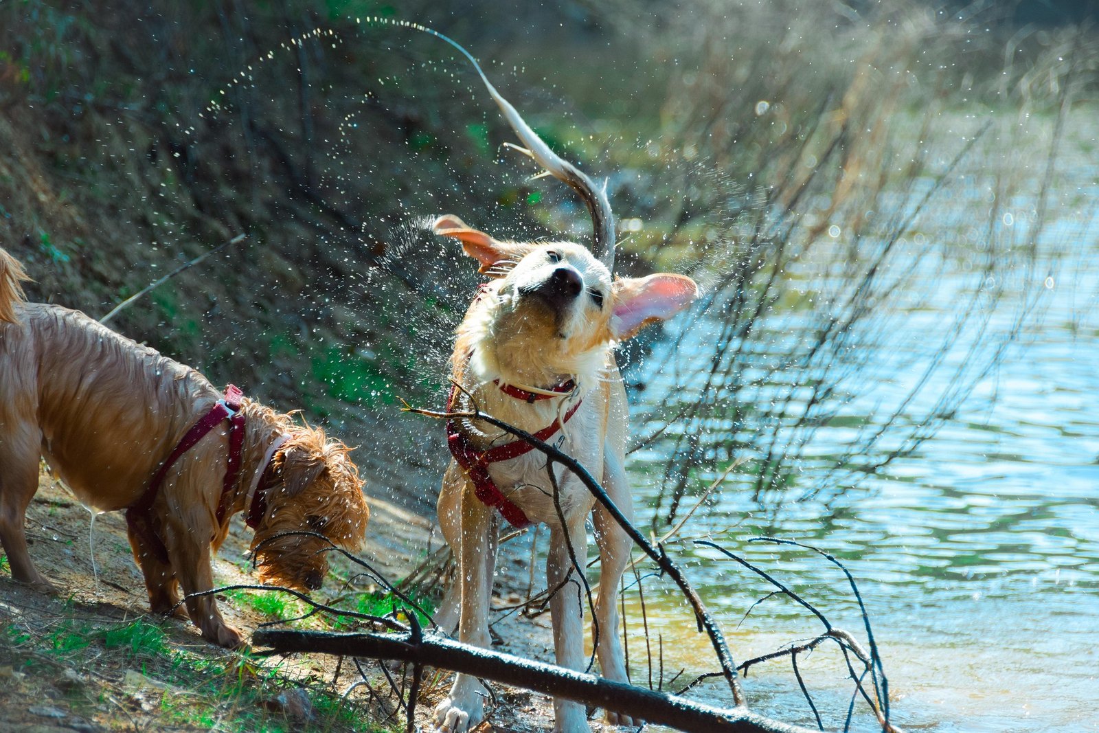 Chien heureux au Woofcamp